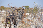 Kudu-Mann